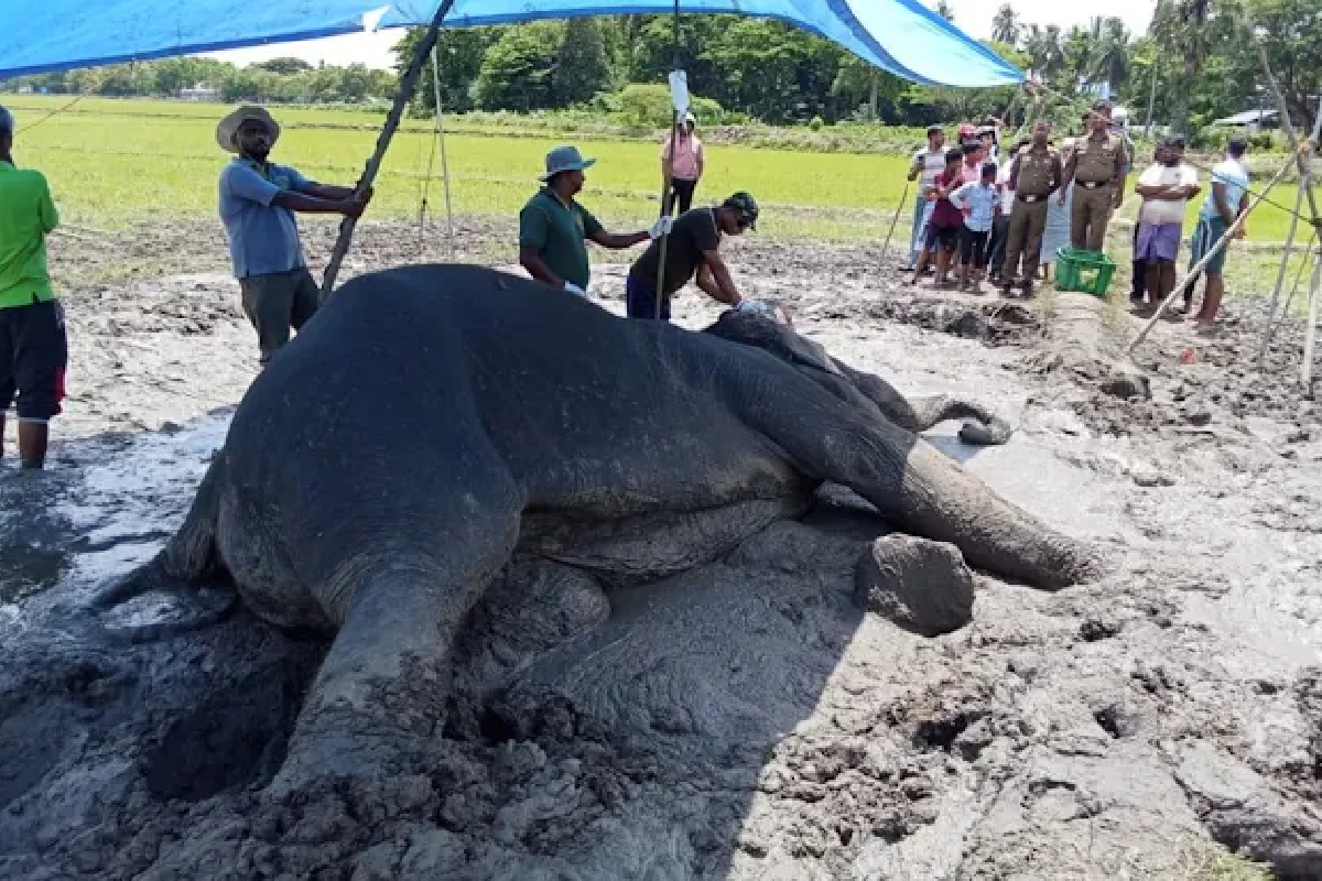 තවත් ඇත් රජෙකුට අසාධ්යයි - උදරය දැඩි ලෙස ඉදිමී දරුණු වේදනාවෙන් - වනජීවී නිලධාරීන් පැමිණෙයි | Wild Elephant Receives Emergency Care In Ampara තවත් ඇත් රජෙකුට අසාධ්යයි - උදරය දැඩි ලෙස ඉදිමී දරුණු වේදනාවෙන් - වනජීවී නිලධාරීන් පැමිණෙයි | Wild Elephant Receives Emergency Care In Ampara