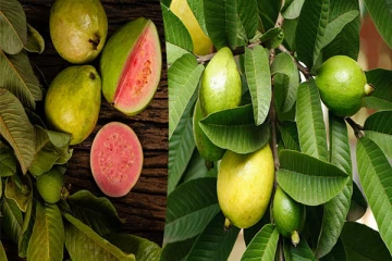 தினமும் ஒரு கொய்யா இலையை மென்று வந்தால் கிடைக்கும் நன்மை பற்றி தெரியுமா?