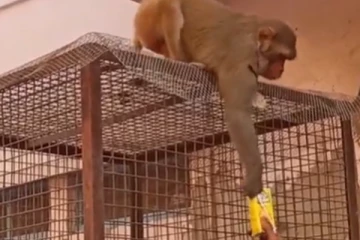 என்ன ஒரு வில்லத்தனம்... மனிதர்களையே மிரள வைத்த புத்திசாலி குரங்கு!