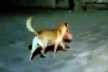 யாழில் பிரசவமான உடனேயே புதைக்கப்பட்டுள்ள சிசு