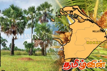 வடக்கு மாகாண தென்னை - பனையால் நாட்டுக்கு கிடைக்கப்பெற்றுள்ள பல இலட்சம் டொலர்கள்