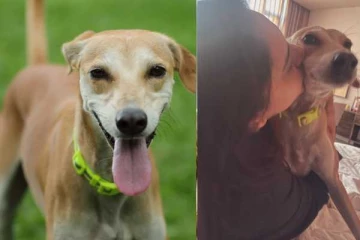 எல்லா ஆண்களையும் ஜெயில்ல போடலாமா? நாயுடன் ஆண்களை ஒப்பிட்ட நடிகை ரம்யா..