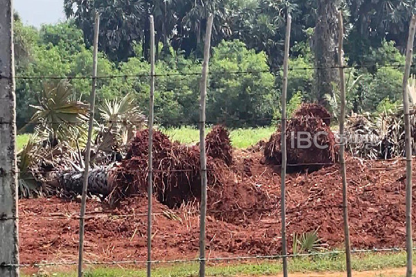 யாழ்ப்பாணம் வலிவடக்கில் இராணுவத்தால் அழிக்கப்படும் பனை மரங்கள் | Palm Trees Being Destroyed By Military In Jaffna