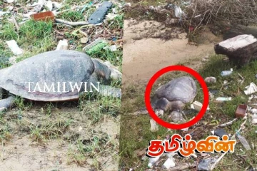 அம்பாறையில் இறந்த நிலையில் கரை ஒதுங்கிய கடல் ஆமைகள்