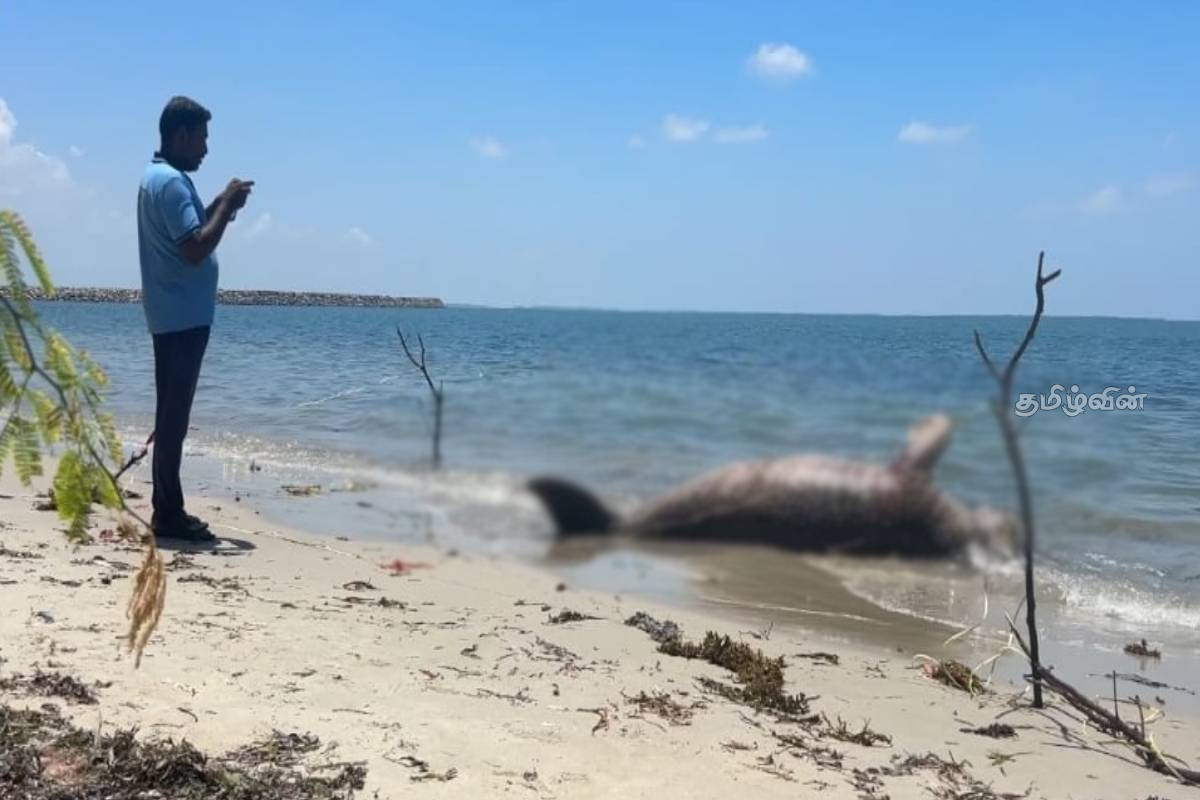 மன்னார் வளைகுடா கடல் பகுதியில் இறந்த நிலையில் கரையொதுங்கிய கடல் பசு | Dead Sea Cow Washed Ashore