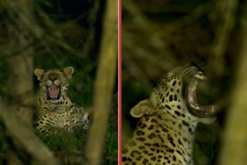 சிறுத்தை கொட்டாவி விடுவதை பார்த்துருக்கீங்களா? வைரலாகும் அரிய காட்சி