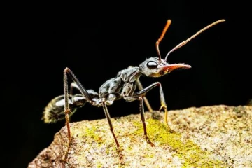 மனித உயிரை கொள்ளும் எறும்பு - விஞ்ஞானிகள் அதிர்ச்சி தகவல்
