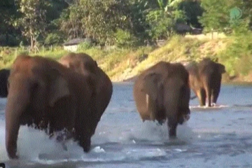 பராமரிப்பாளரை கண்ட மகிழ்ச்சியில் பிளறியபடி ஓடிவரும் யானை கூட்டம்... பல கோடி இதயங்களை நெகிழ வைத்த பாசம்