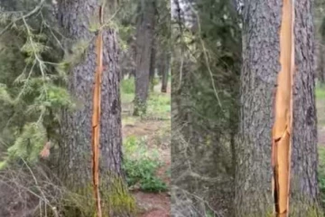 கனேடிய நகரம் ஒன்றில் மூச்சு விடும் ஒரு மரம்... ஒரு ஆச்சரிய வீடியோ