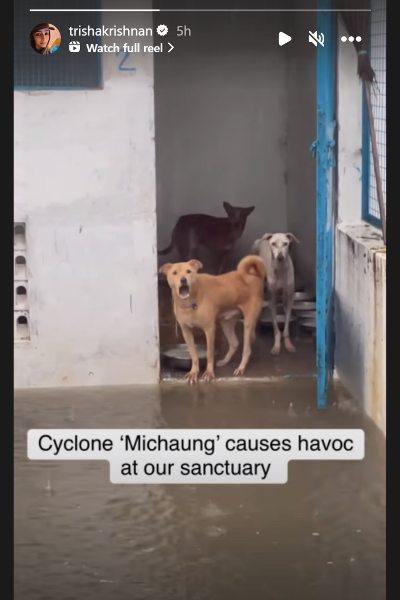 நாய்களுக்கு பாதிப்பு.. வருத்தத்தில் த்ரிஷா! பதிவை ட்ரோல் செய்யும் நெட்டிசன்கள் | Trisha Worried About Dogs Affected By Flood
