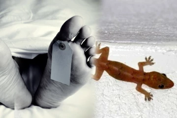 குடும்பமொன்றின் வாழ்வையே முடித்த பல்லி - செய்திகளின் தொகுப்பு (video)