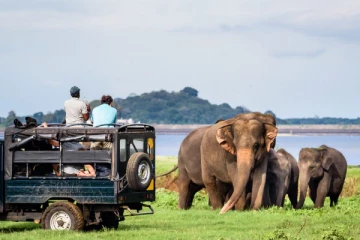 ரஷ்ய சுற்றுலாப் பயணிகளை விரட்டிய காட்டுயானை