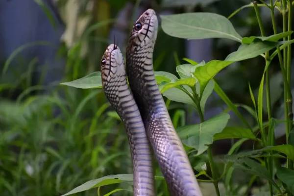 பாம்பு புற்றில் பால் ஊற்றுவதற்கு இது தான் காரணமா? | Why Is Milk Offered To Snakes