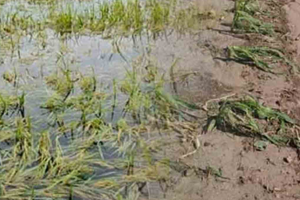 கிழக்கு மாகாணத்தில் விவசாய இழப்புக்கான உதவித் தொகையை வழங்குவதற்காக துரித நடவடிக்கை | Action To Provide Assistance Agricultural Losses கிழக்கு மாகாணத்தில் விவசாய இழப்புக்கான உதவித் தொகையை வழங்குவதற்காக துரித நடவடிக்கை | Action To Provide Assistance Agricultural Losses