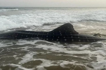 வலையில் சிக்கிய உலகின் மிகப்பெரிய திமிங்கலம்! உடனே மீனவர் என்ன செய்தார் தெரியுமா?