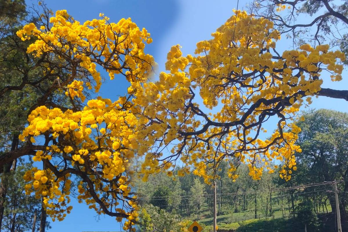 மஞ்சள் போர்வை போர்த்திய நுவரெலியா ; பூத்துக் குலுங்கும் இலவு மரங்கள் | Nuwara Eliya Wrapped In A Yellow Blanket மஞ்சள் போர்வை போர்த்திய நுவரெலியா ; பூத்துக் குலுங்கும் இலவு மரங்கள் | Nuwara Eliya Wrapped In A Yellow Blanket