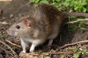 வீட்டில் தொல்லை தரும் எலிகளின் சுவாரசியமான உண்மை