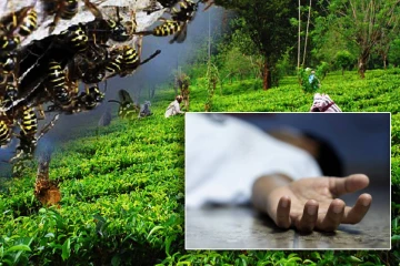 லிந்துல ஓல்ட்ரீம் தோட்டத்தில் குளவி தாக்குதல்: ஒருவர் பலி