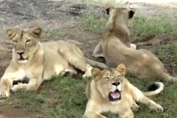 சாலையில் நள்ளிரவில் சுற்றி திரியும் 5 சிங்கங்கள்: அலறிடித்து ஓடிய ஊழியர்கள்