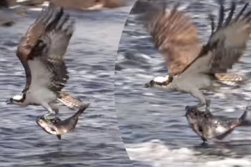 Viral Video: கழுகுடன் பறந்து செல்லும் மிகப்பெரிய மீன்... பிரமிக்க வைக்கும் காட்சி