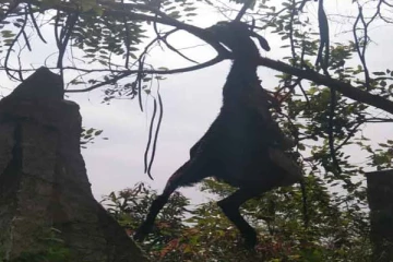 ஆட்டை கொன்று மரத்தில் தொங்க விட்ட சிறுத்தை - பொதுமக்கள் அச்சம்