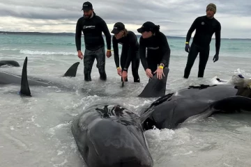 அவுஸ்திரேலிய கடற்கரையில் கரையொதுங்கிய 51 திமிங்கிலங்கள் உயிரிழப்பு