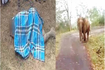 ஒட்டுசுட்டானில் யானை தாக்கி ஒருவர் பலி