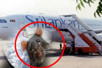 ஶ்ரீ லங்கன் விமானங்களில் எலிகள்; பணி நீக்கம் செய்ய அமைச்சர் உத்தரவு!