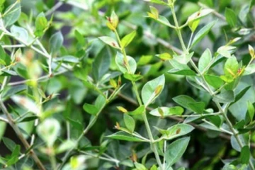 மருதாணி செடிகளை வீட்டில் வைத்தால் என்ன நடக்கும் தெரியுமா?