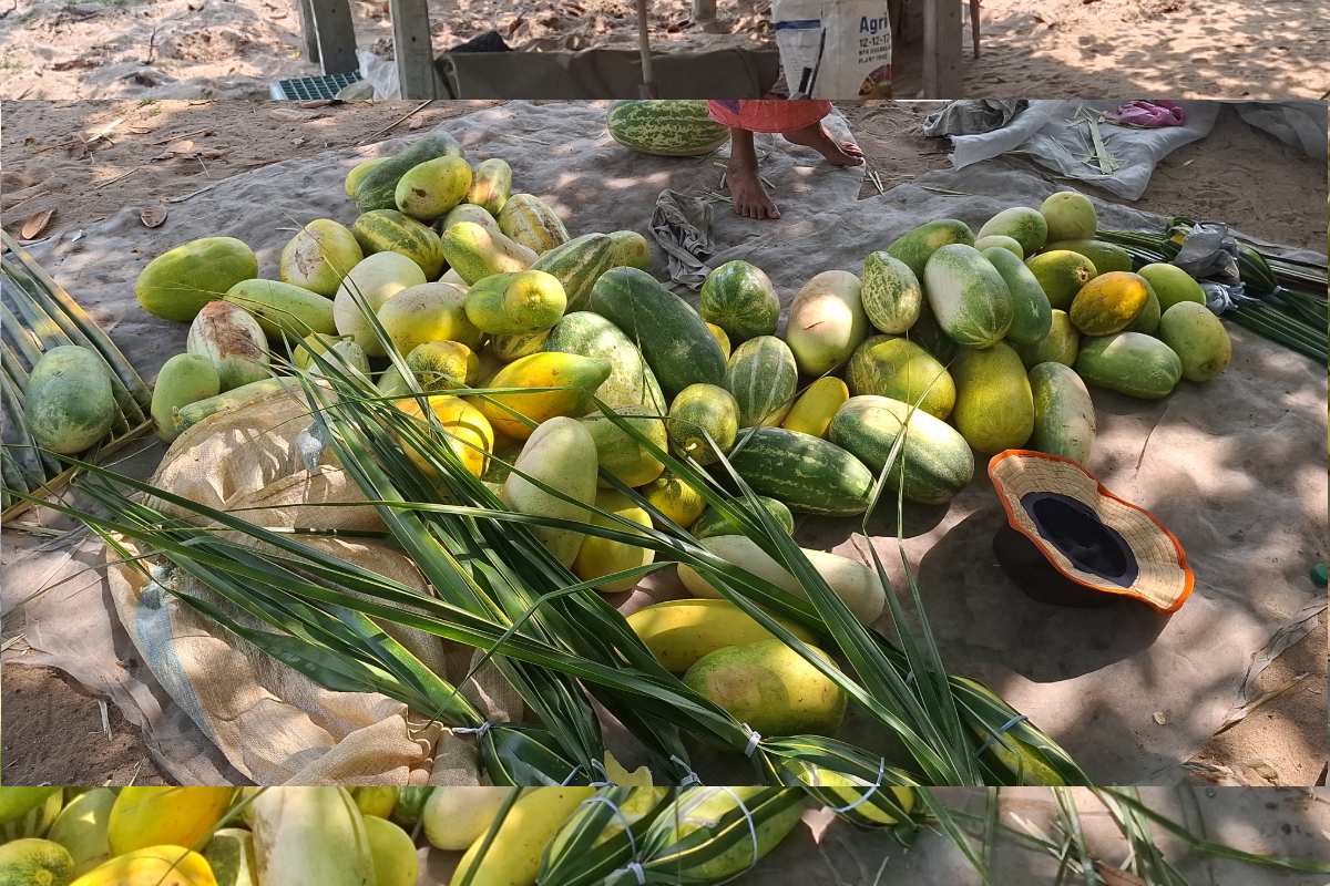 கொளுத்தும் வெயிலில் வெள்ளரி பழம் விற்பனை! | Cucumber Sales In The Scorching Sun