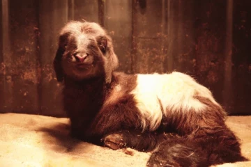 சீனாவில் குளோனிங் முறையில் உருவாக்கப்பட்ட முதலாவது ஆட்டுக்குட்டி!