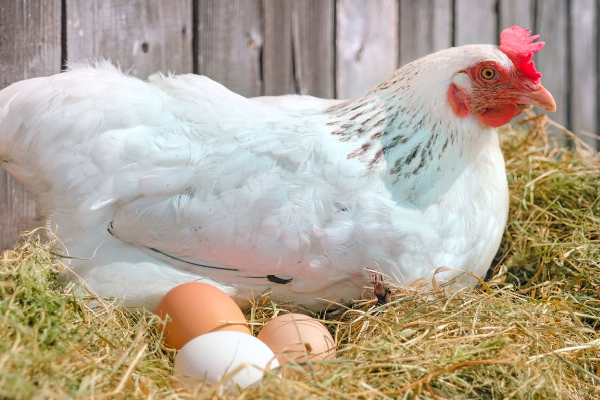 கோழி இறைச்சி மற்றும் முட்டை தொடர்பில் புதிய சட்டம் | New Law On Poultry And Eggs