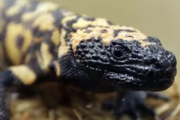 ஆசையாய் வளர்த்த 2 அடி நீள பல்லி; கடித்ததில் உயிரை விட்ட உரிமையாளர் - தவித்த காதலி!