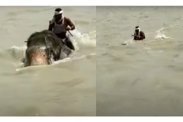 கங்கை வெள்ளத்தில் தன் உயிரை பணயம் வைத்து பாகவனின் உயிரை காப்பாற்றிய யானை - அதிர்ச்சி வீடியோ வைரல்