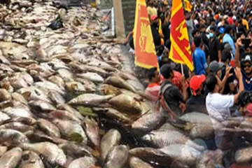 வறட்சியால் இறக்கும் இலட்சக்கணக்கான மீன்கள்: பொதுமக்களுக்கு விடுக்கப்பட்டுள்ள எச்சரிக்கை