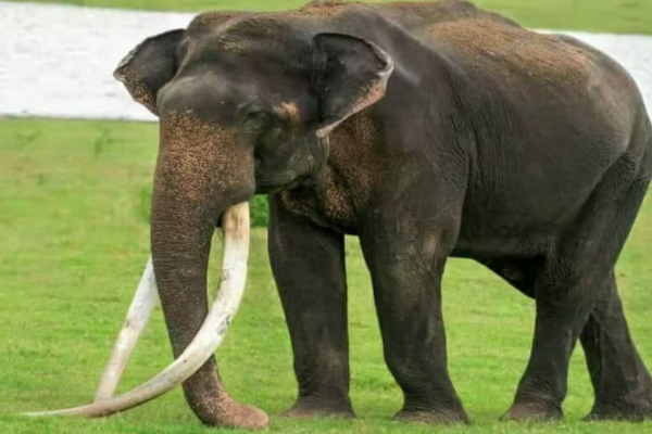 வாய்வெடி தாக்குதலால் யானை பலி: தீவிர விசாரணையில் வனஜீவராசிகள் திணைக்களம்! | Elephant Killed In Mouth Blown Attack