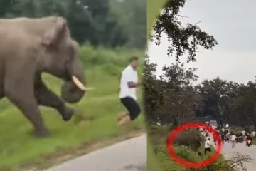 சுற்றுலாப்பயணியை விரட்டி விரட்டி தாக்கிய யானை... புகைப்படத்தால் நேர்ந்த விபரீதம்