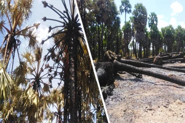 குருந்தூர்மலை குளத்திற்கு அருகில் தீ பரவல்!