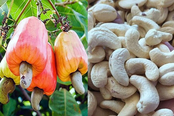 இலங்கையில் உச்சம் தொட்ட முந்திரியின் விலை! | Govt Notice Problem Sale Cashews New Year Sale