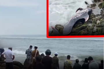 கொழும்பு கடற்கரையில் ராட்சத திமிங்கலம்!