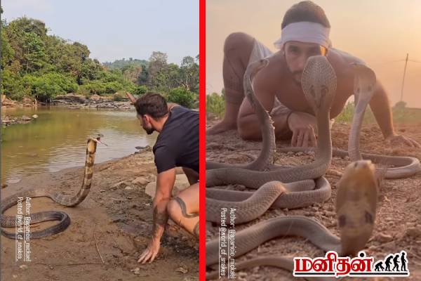 ராஜ நாகத்துக்கே லிப்லாக்கா? அசால்ட் பண்ணும் நபர்! பதறவைக்கும் வைரல் காணொளி | A Man Facing King Cobras Face To Face Viral Video ராஜ நாகத்துக்கே லிப்லாக்கா? அசால்ட் பண்ணும் நபர்! பதறவைக்கும் வைரல் காணொளி | A Man Facing King Cobras Face To Face Viral Video