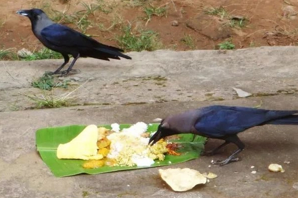 அமாவாசையான இன்றைய தினம் இதை செய்தால் உகந்தது | Best To Do This On The New Moon Day