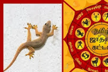 உடம்பில் பல்லி விழுந்தால் இவ்வளவு பயன்களா?