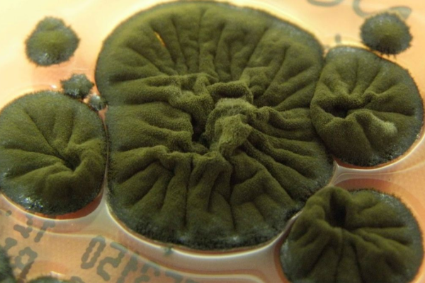 அணு உலை வெடித்த இடத்தில் கதிரியக்கத்தையும் மீறி செழித்து வளரும் பூஞ்சை | Mysterious Fungus Thriving In Chernobyl Radiation