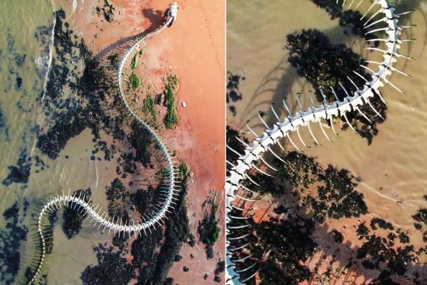 Google Mapல் ராட்சத பாம்பின் எலும்புக்கூடு! உண்மையில் இது என்ன தெரியுமா? | Giant Snake Skeleton In Google Maps