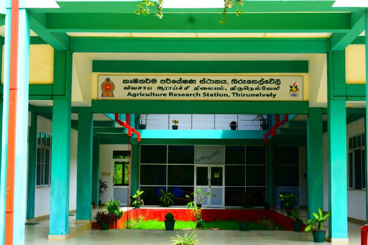 நயினாதீவில் வேகமாகப் பரவும் மர்மத் தாவரம் : கட்டுப்படுத்துவது அவசியம் என எச்சரிக்கை! | A Mysterious Plant Spreading On Nainativu