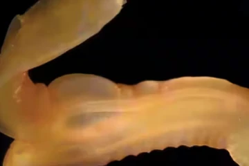 பசுபிக் பெருங்கடலில் மர்மமான உயிரினங்கள்