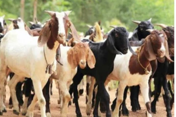 இலங்கை மக்களின் வாழ்வாதாரத்தை மாற்றவுள்ள ஆடுகள்!