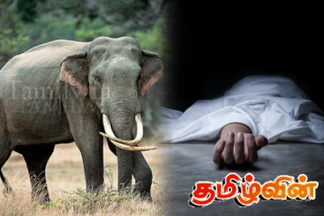 மட்டக்களப்பில் யானை தாக்கியதில் குடும்ப பெண் மரணம்