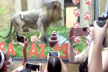 தனது 13 வது பிறந்த நாளை கேக் சாப்பிட்டு கொண்டாடிய சிம்பா!